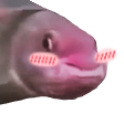 Fish Blush Pog Image